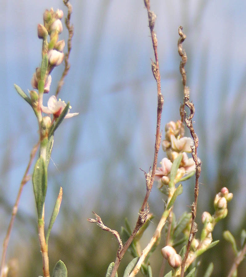 Image of Atraphaxis frutescens specimen.