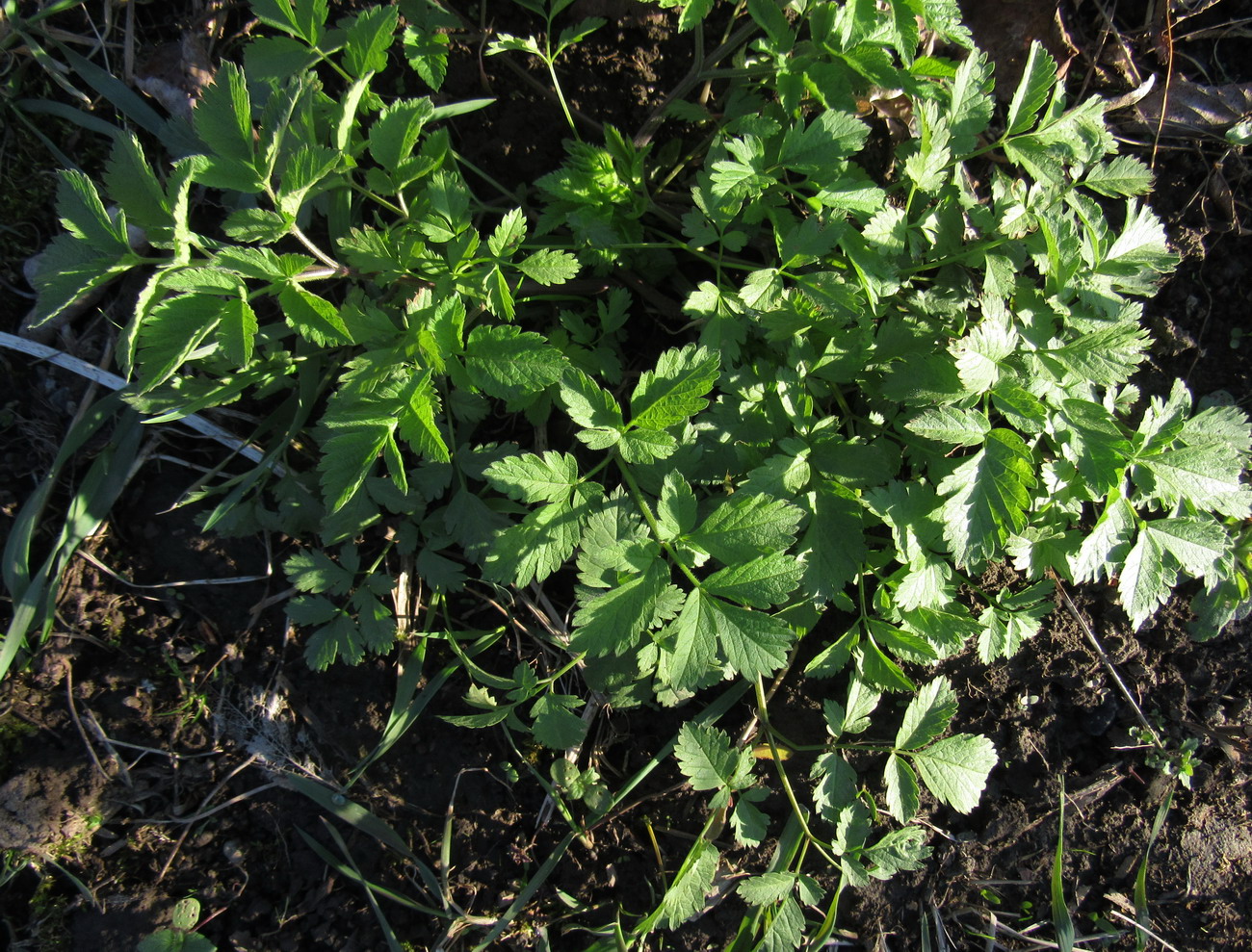 Изображение особи Chaerophyllum aromaticum.