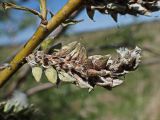 Salix schwerinii