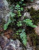 Asplenium pekinense. Вегетирующее растение. Китай, г. Шанхай, на поросшем мхами камне. 25.05.2025.