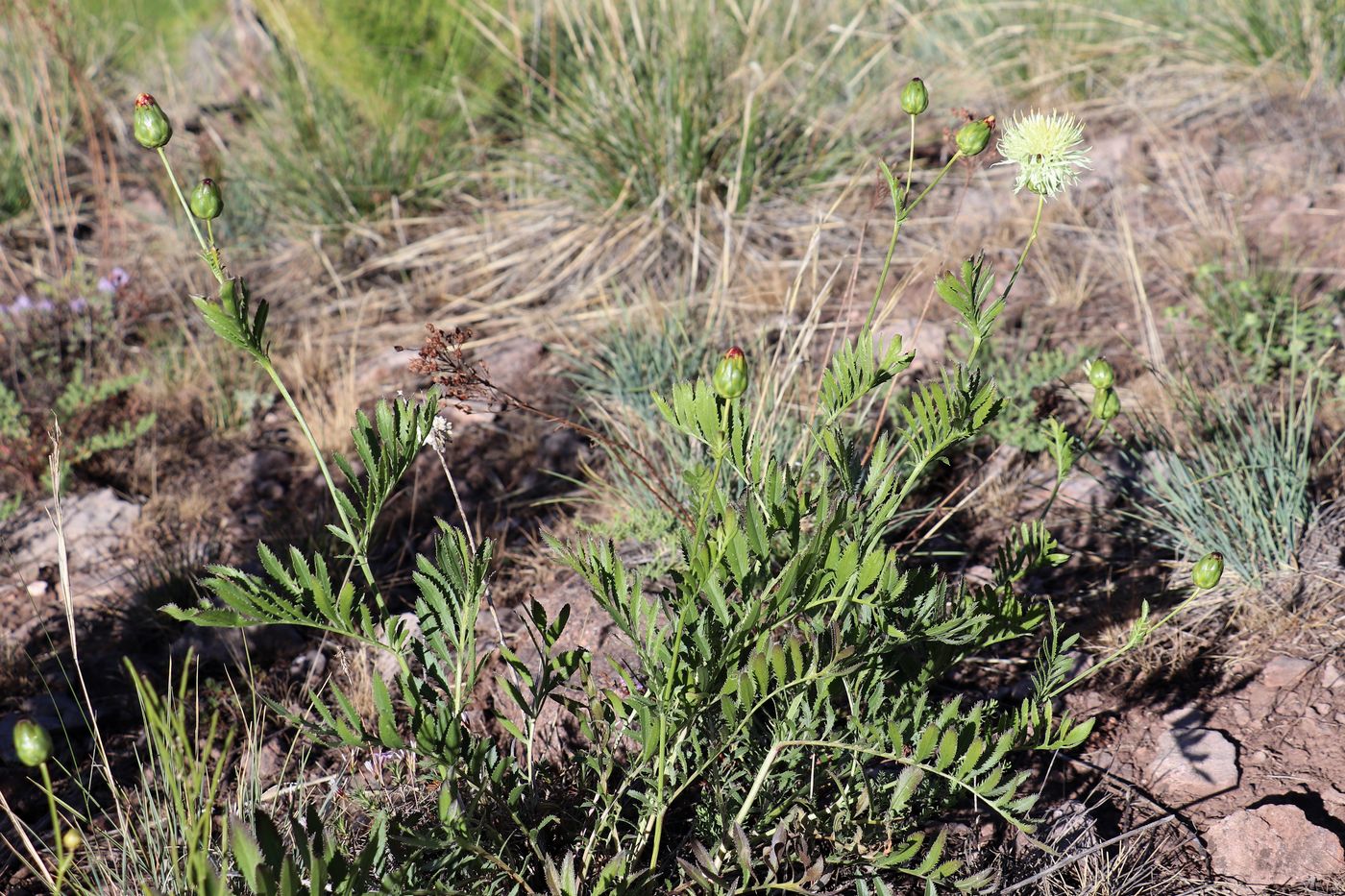 Image of Rhaponticoides ruthenica specimen.