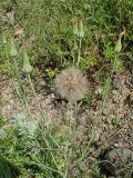 Tragopogon orientalis