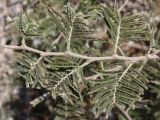 Vachellia tortilis. Молодой побег. Видно характерное для этого вида опушение. Израиль, юго-западное побережье Мёртвого моря, посадка. 21.02.2011.