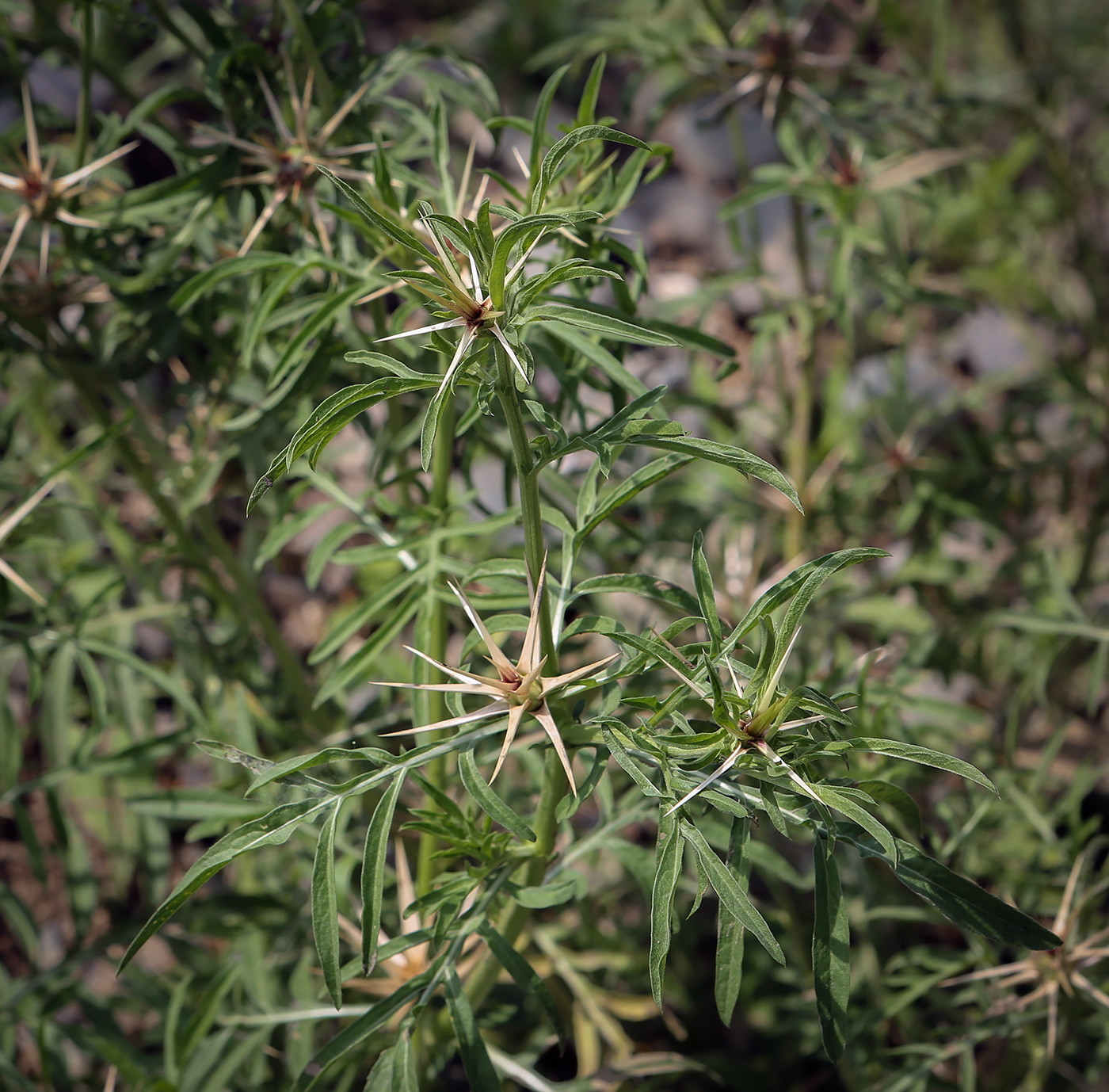 Image of Centaurea iberica specimen.