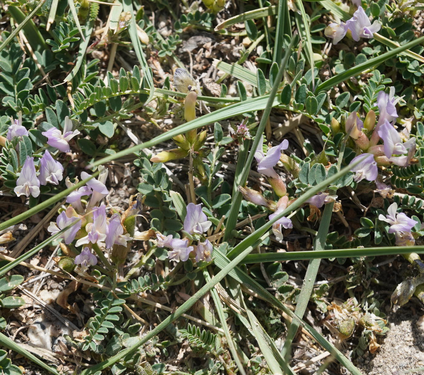 Изображение особи Astragalus tibetanus.