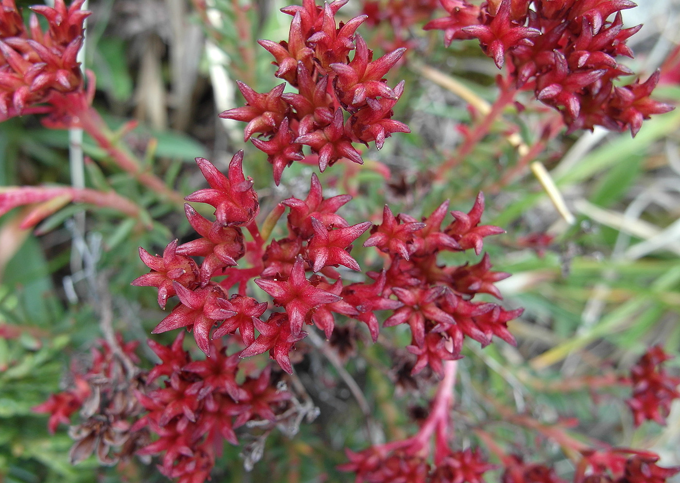 Изображение особи Rhodiola coccinea.