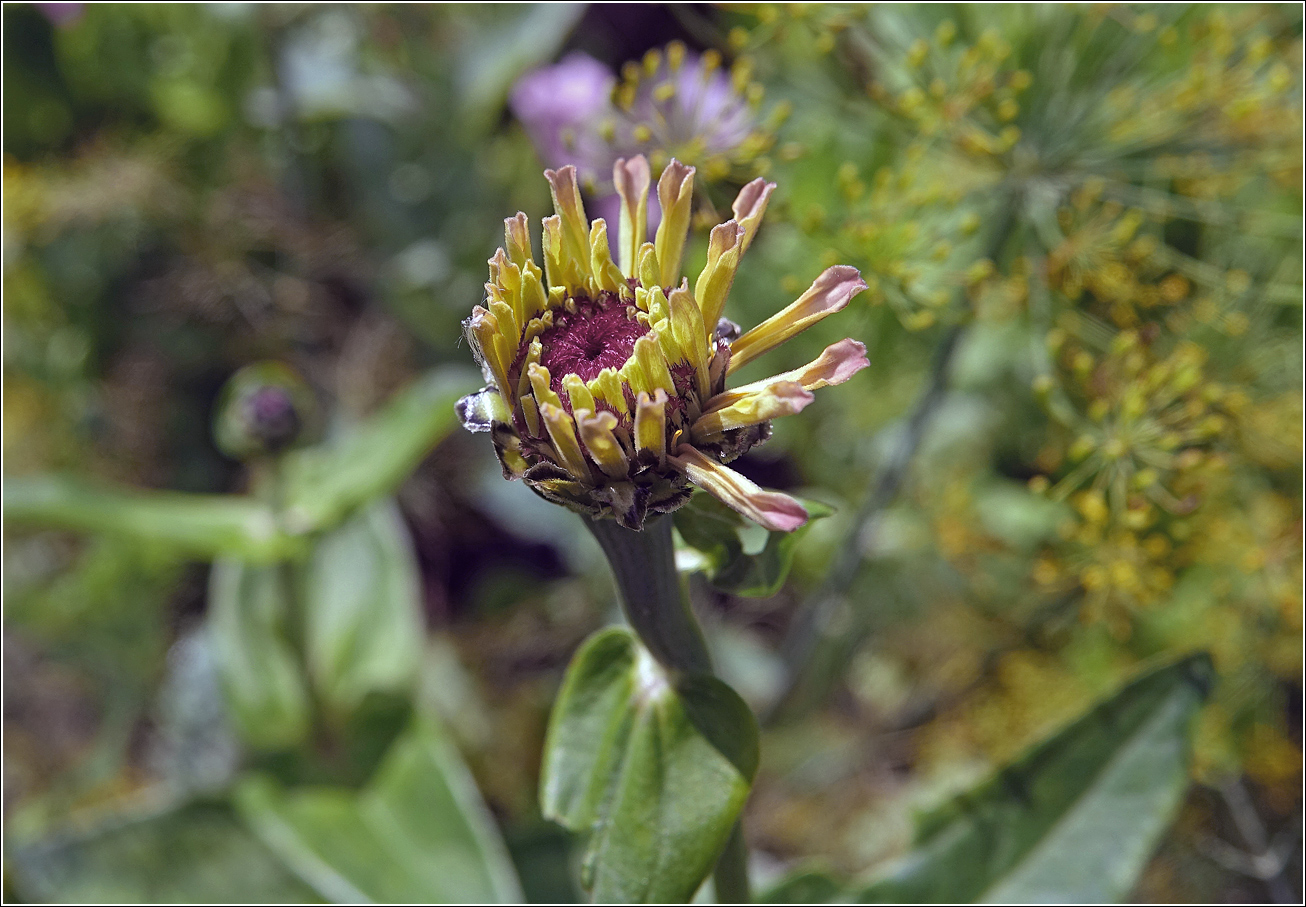 Изображение особи Zinnia elegans.
