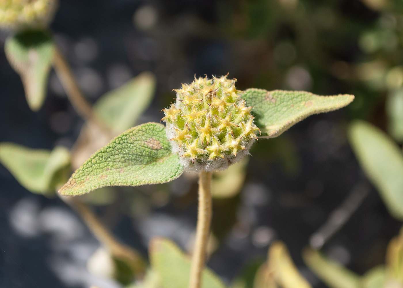 Изображение особи Phlomis fruticosa.