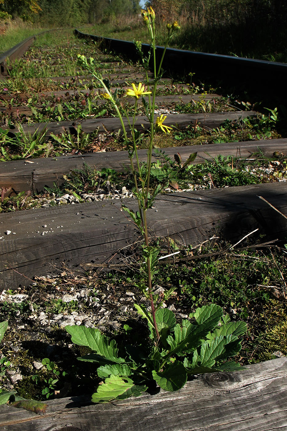 Image of Senecio jacobaea specimen.