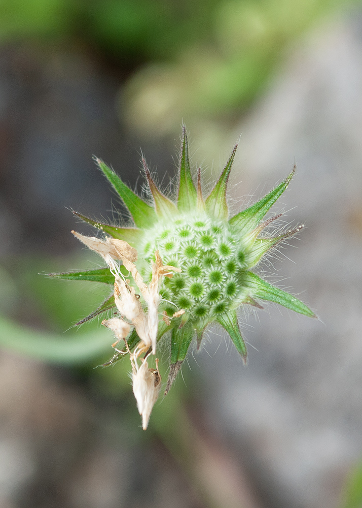 Изображение особи Knautia integrifolia.