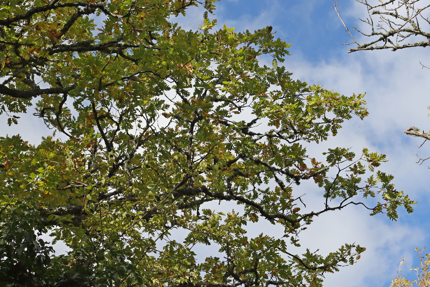Изображение особи Quercus calcarea.