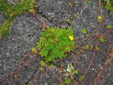 Potentilla anserina. Цветущее растение с многочисленными ползучими побегами. Нидерланды, провинция Groningen, Lauwersoog, в трещинах между плитами приморской дамбы. 28 июня 2008 г.