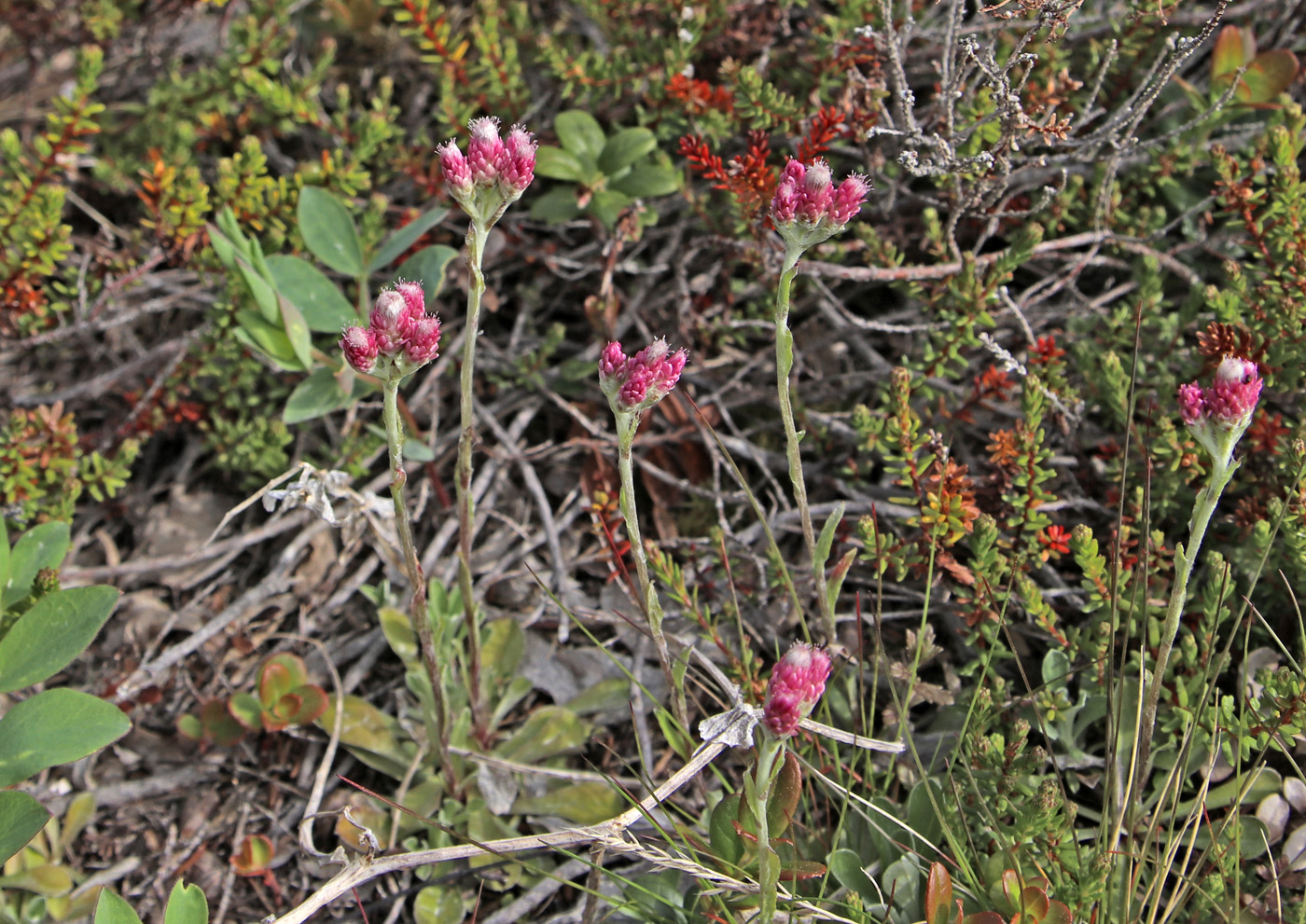 Изображение особи Antennaria dioica.