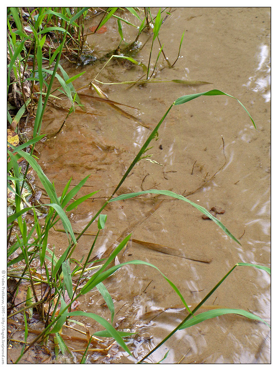 Image of Leersia oryzoides specimen.