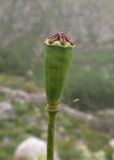 Papaver oreophilum. Верхушка побега с незрелым плодом. Кабардино-Балкария, Черекский р-н, дол. р. Чайнашки, ≈ 1900 м н.у.м., горный луг. 29.07.2025.
