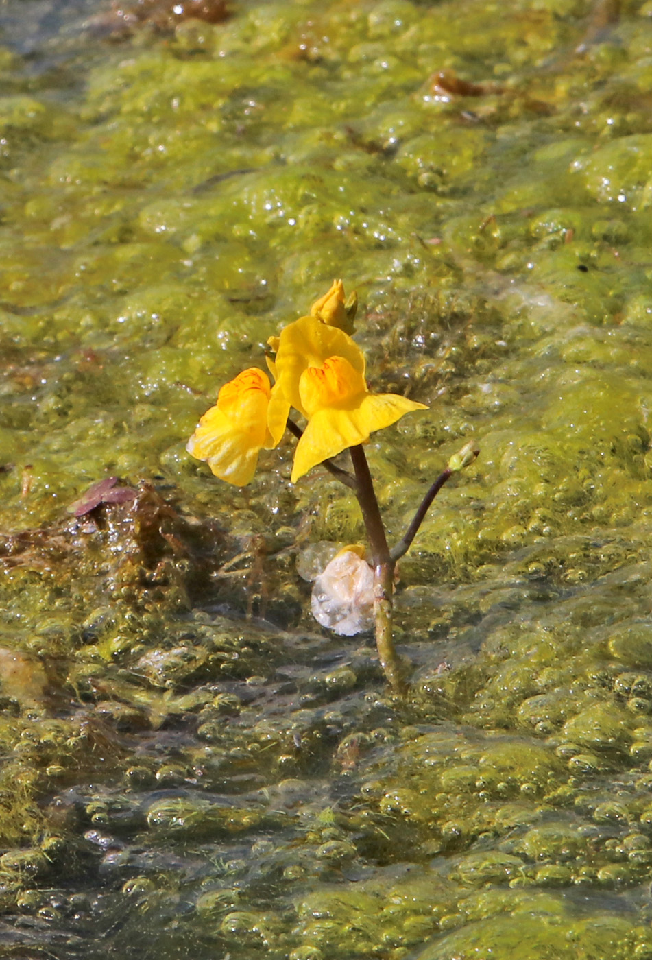 Изображение особи Utricularia vulgaris.