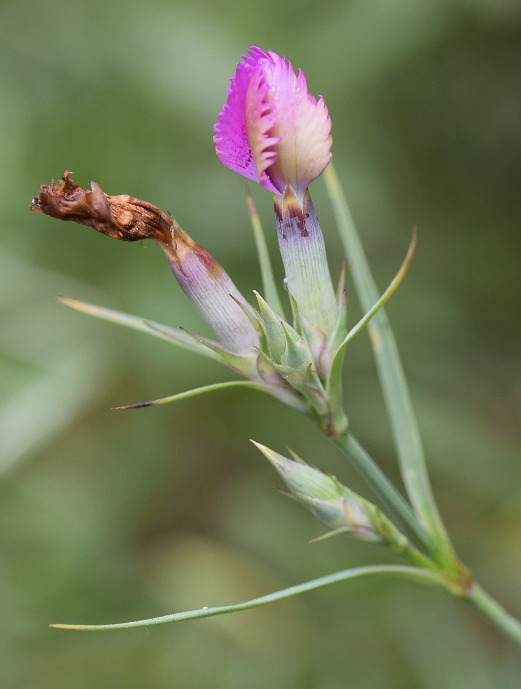 Image of Dianthus seguieri ssp. requienii specimen.
