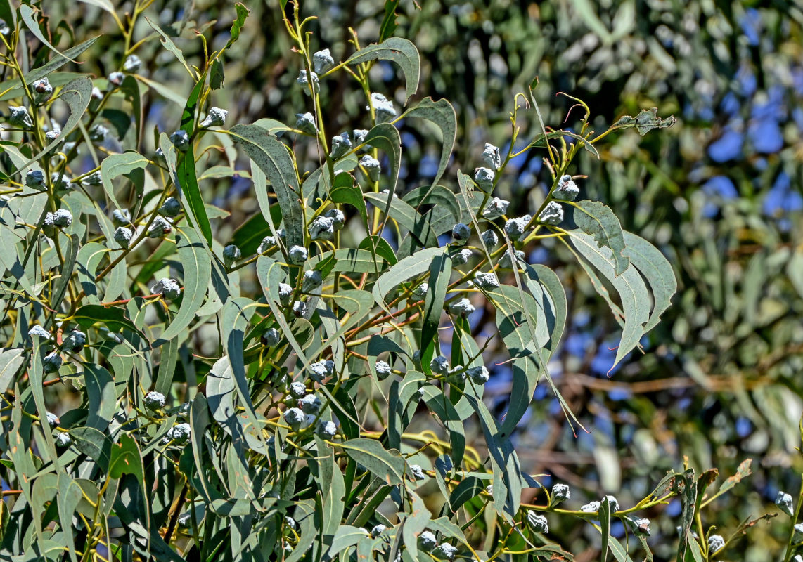 Image of Eucalyptus globulus specimen.