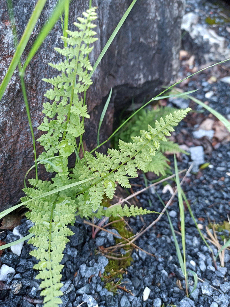 Изображение особи Cystopteris fragilis.