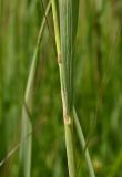 genus Calamagrostis. Часть стебля. Тульская обл., Заокский р-н, Бутиково, луг. 29.06.2025.