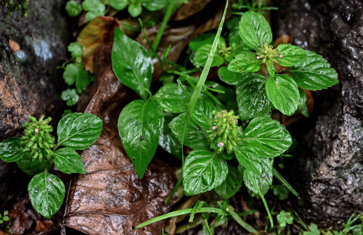 Изображение особи Clinopodium gracile.