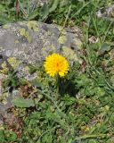 неопознанный вид. Верхушка цветущего растения. Кабардино-Балкария, Эльбрусский р-н, дол. Терскол, 300 м выше устья р. Сары-Кол, луг. 1 июля 2018 г.