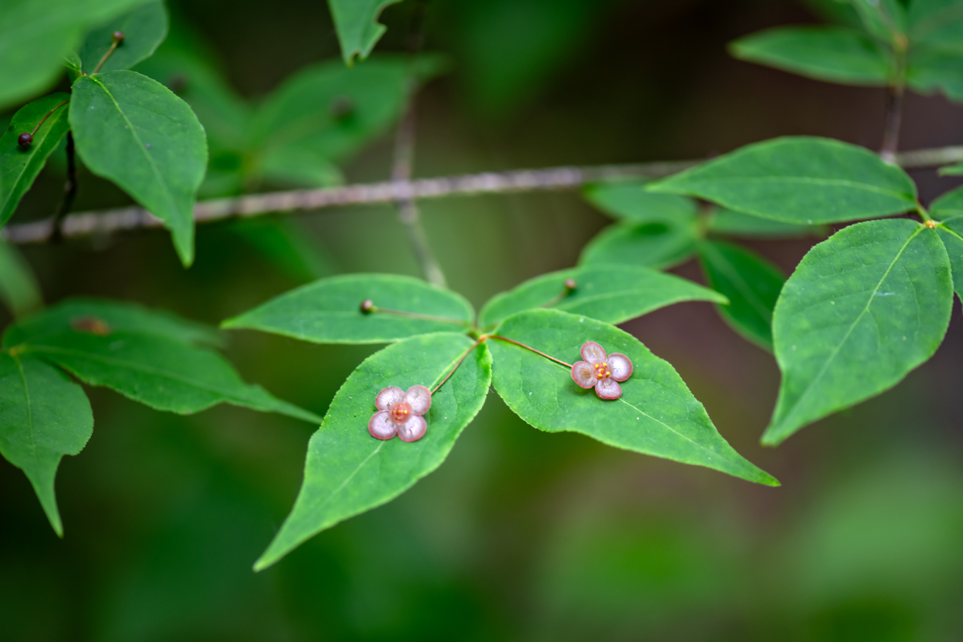 Изображение особи Euonymus pauciflorus.