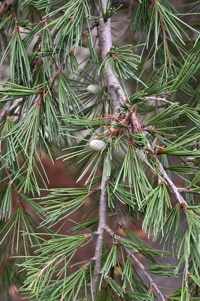 Изображение особи род Cedrus.