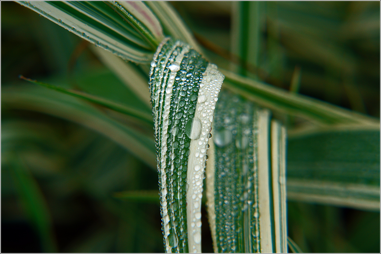 Image of Phalaroides japonica specimen.