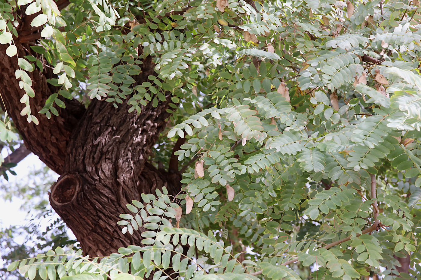 Image of Tipuana tipu specimen.