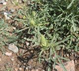 Reseda lutea. Листья. Грузия, край Самцхе-Джавахети, край Эрушетского нагорья (800 м до заброшенного селения Зеда-Тмогви), выс. 1800 м н.у.м., горная степь. 29 мая 2025 г.