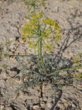 familia Apiaceae. Цветущее растение. Узбекистан, Каракалпакстан, плато Устюрт, пустыня. 29 апреля 2026 г.