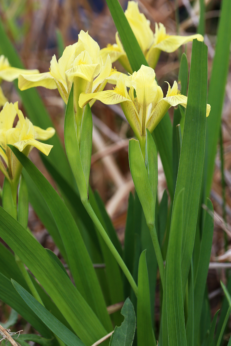 Image of Iris vorobievii specimen.