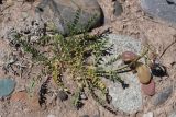 род Astragalus