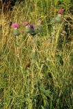 Cirsium vulgare. Верхушка цветущего растения. Ленинградская обл., пос. Карташевская, заросший пустырь на окраине. 01.08.2026.