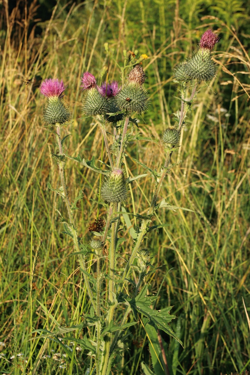 Изображение особи Cirsium vulgare.