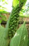 Arisaema jacquemontii. Початок с созревающими плодами. Московская обл., Щёлковский р-н, в культуре. 08.08.2026.