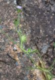 familia Dipsacaceae. Верхушка отцветающего и плодоносящего растения с повреждённым побегом. Турция, ил Артвин, дер. Баглик, открытый участок террасы, горная степь, у выхода скалы. 12 июня 2026 г.