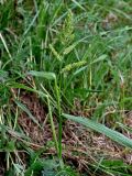Echinochloa crus-galli. Плодоносящее растение. Московская обл., гор. округ Домодедово, низовья р. Пахра, пойменный луг. 30.08.2026.