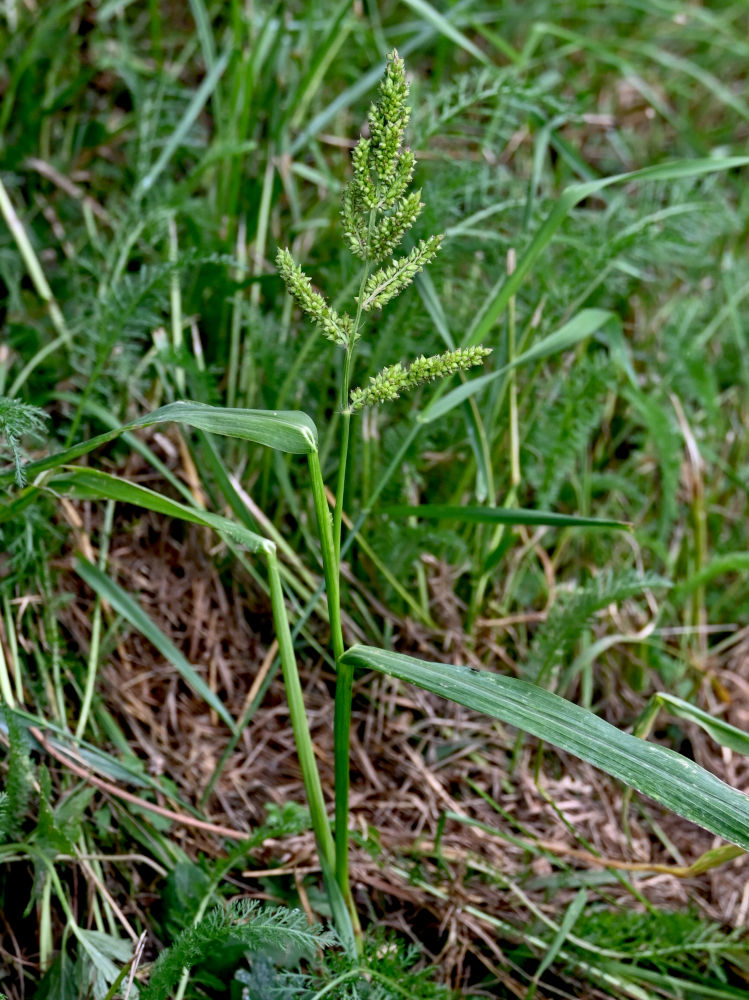 Изображение особи Echinochloa crus-galli.