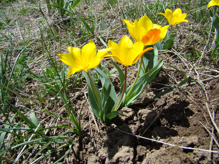 Image of Tulipa zenaidae specimen.