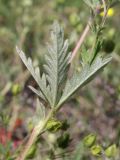 genus Potentilla. Лист (вид на абаксиальную поверхность). Таджикистан, Горно-Бадахшанская автономная обл., Шугнанский р-н, окр. кишлака Нимос, дол. р. Гунт, ≈ 2810 м н.у.м., поляна среди зарослей кустарников. 15 июля 2026 г.