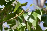 genus Populus. Верхушка ветви. Киргизия, Баткенская обл., Баткенский р-н, окр. с. Самаркандык, Туркестанский хр., горы Сары-Тоо, уроч. Мадыген, оазис с многочисленными родниками. 5 мая 2025 г.