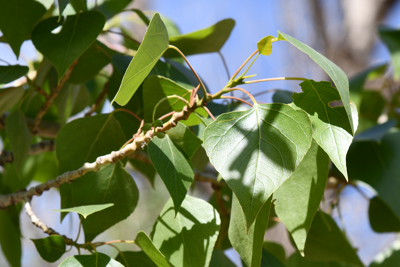 Image of genus Populus specimen.