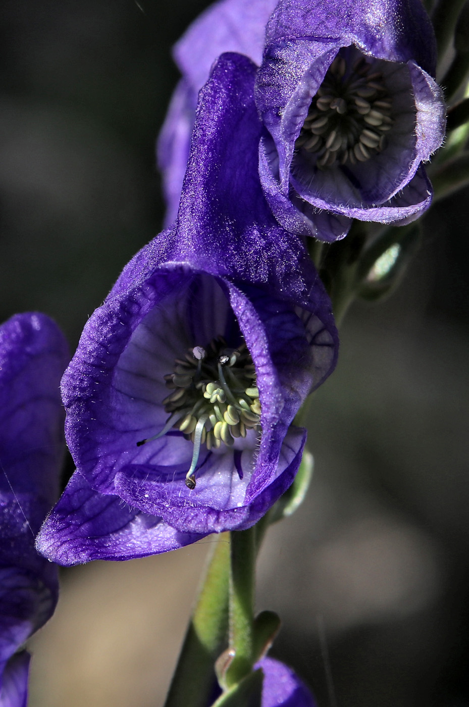 Image of genus Aconitum specimen.