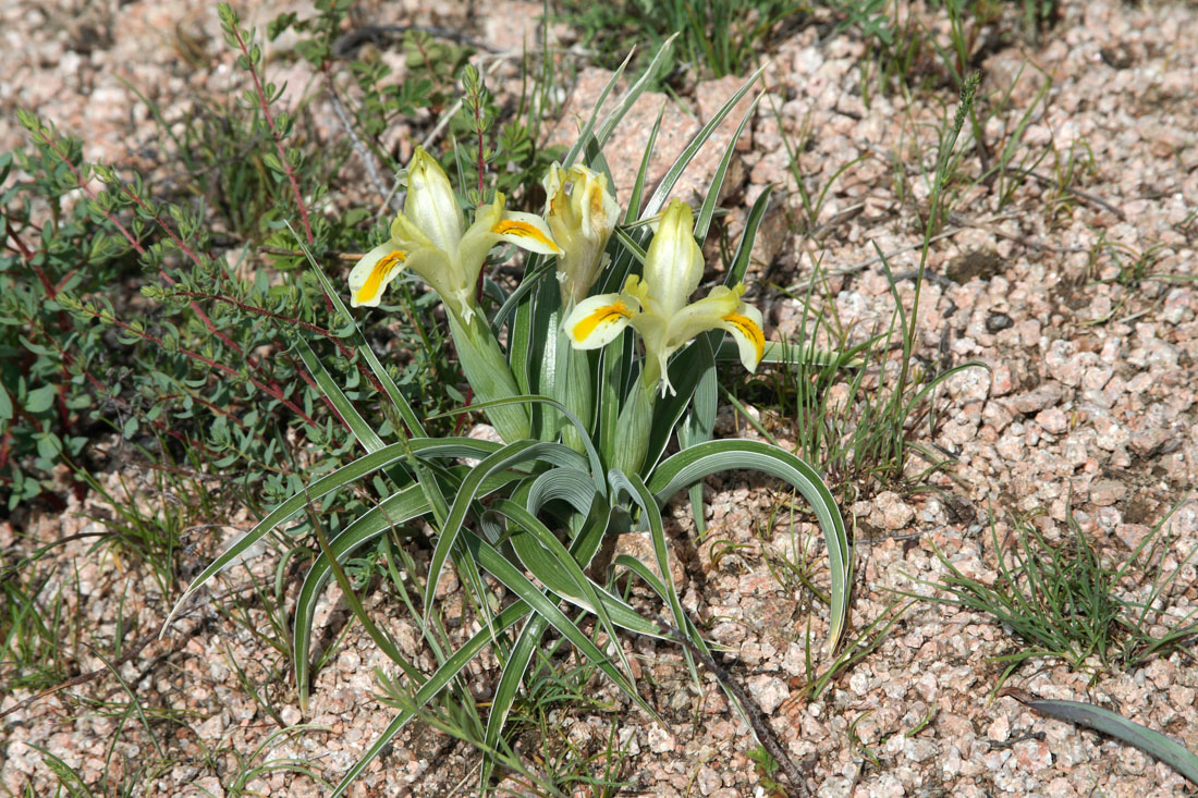 Изображение особи Juno orchioides.