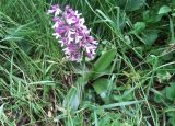 Orchis подвид caucasica