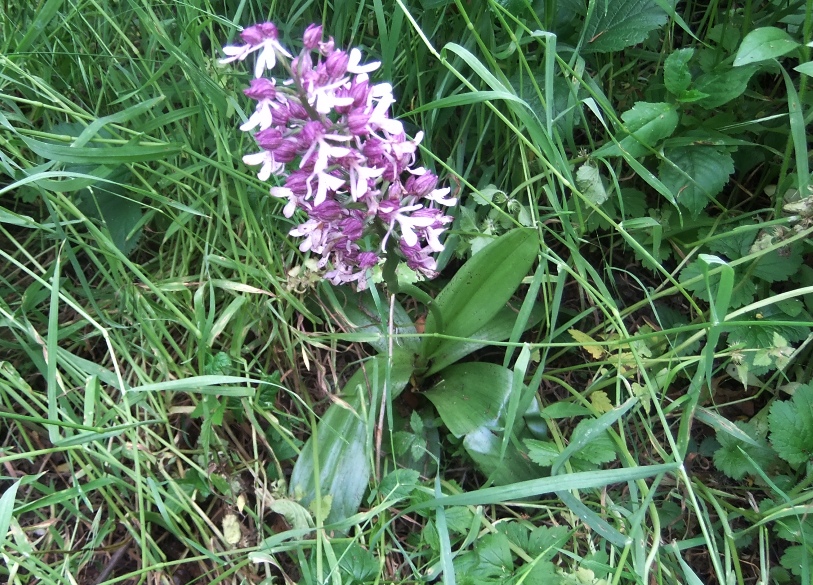 Изображение особи Orchis purpurea ssp. caucasica.