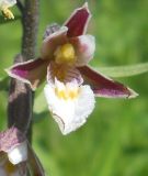 Epipactis palustris. Цветок. Новосибирская обл., Искитимский р-н, пгт Линёво, окраина тростникового болота. Июнь 2010 г.