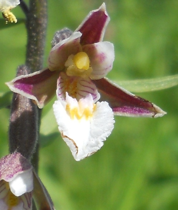 Image of Epipactis palustris specimen.